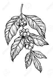 Coffee Tree Branch Freehand Pencil Drawing Isolated On White Coffee Tree Tattoo Cafe Coffee Tattoos