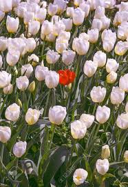 Aesthetics Wallpaper Flowers Red And White Tulip Background Stock Photo Picture And Royalty Free Image Image 148841359 Red and white taxi parked outside the court sauna facade, city. aesthetics wallpaper flowers red and white tulip background