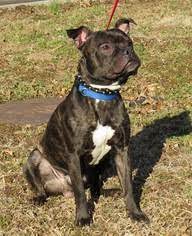 We did not find results for: View Ad Boston Terrier Boxer Mix Dog For Adoption Near Arkansas Eureka Springs Usa Adn 793430