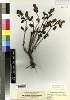 Image result for Orthosiphon schimperi