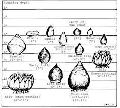 Www Backyarddiva Ca Bulb Planting Depth Chart Fall Plants