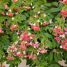 Image result for Combretum indicum