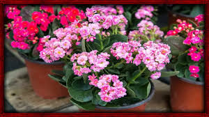 Para Que Es Bueno El Kalanchoe Para Que Sirve La Planta De Kalanchoe Plants Cacti And Succulents House Plants