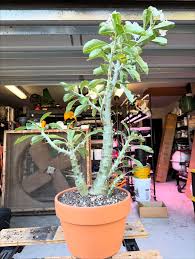 Image result for Pachypodium saundersii