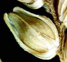 Image result for Psilotrichum