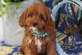 Crossbreed of the cavalier king charles spaniel and poodle, cavapoos tend to be small, energetic dogs that can have either straight. Cavapoo Puppies Foxglove Farm