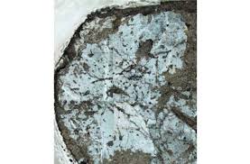 Image result for Cryptocarya woodii