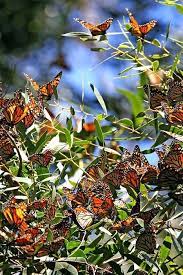 Mariposas Jardin De Mariposas Mariposa Monarca Naturaleza