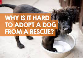 Offer to foster a dog or cat in your home until it's adopted. Why Is It So Hard To Adopt A Dog From A Rescue 3 Reasons