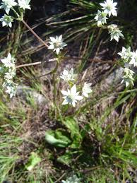 Image result for Alepidea