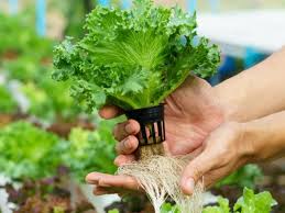 Yang jadi masalah adalah tidak semua orang laju pertumbuhan tanaman hidroponik bisa mencapai 50% lebih cepat dibanding tanaman yang ditanam di tanah pada kondisi yang sama. 5 Cara Menanam Hidroponik Di Rumah Dengan Alat Sederhana Dream Co Id