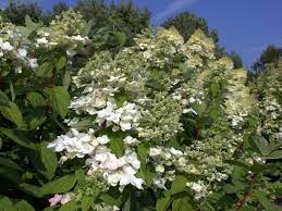 Maybe you would like to learn more about one of these? Hortensie Hydrangea Paniculata Mega Mindy Hortensientraume