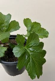 Image result for Acanthus