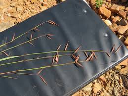 Image result for Monocymbium