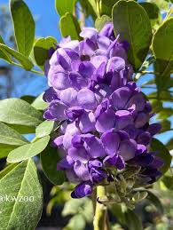 Image result for Millettia drastica