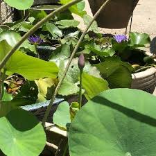 緑花木センターの投稿画像一覧 Greensnap グリーンスナップ