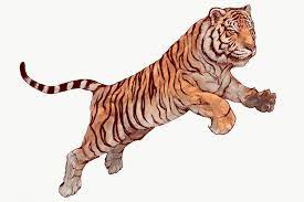 Download Premium Png Of Hand Drawn Jumping Tiger Overlay 2351187 Tiger Illustration How To Draw Hands Graphic Novel Illustration
