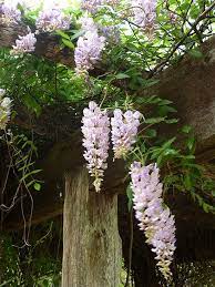 Long Living Perennials Flowering Vines Vertical Garden Plants Perennials