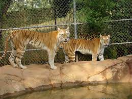 Pin On Cats Of Tiger Creek