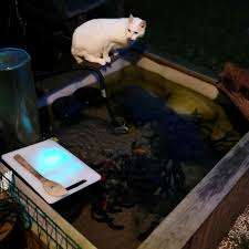 Image result for site:byggahus.se Ross