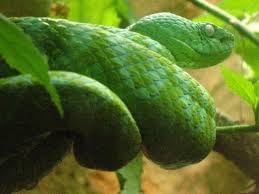 Resultado de imagen para kinds of snakes in the zoo of tuxtla gutierrez chiapas