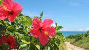 What Is The Meaning Of Hibiscus Flowers Hibiscus Tree Hibiscus Flower Meaning Hibiscus
