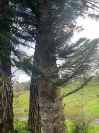 Image result for Araucaria columnaris