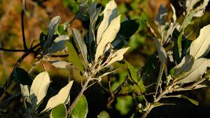 Image result for Brachylaena huillensis