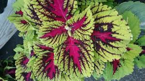 Bonjour, je pense pouvoir dire que cette plante est une cordyline terminalis souvent appelée à tort dracaena. Coleus Kong Rouge Plectranthus Scutellaroides Kong Red Un Cultivar Avec De Larges Feuilles Vertes Avec Une Large Tache Rouge Rouge Sombre Lumiere Dans Le Feuilles Vertes Coleus Feuille