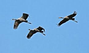 Vogel ziehen in den suden solingen. Kinderwissen Vogel Kommen Wieder Zuruck Wissen Stuttgarter Zeitung