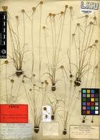 Image result for Ascolepis protea