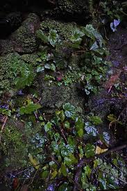 Image result for Begonia oxyloba
