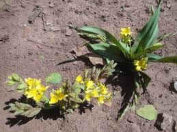 Image result for Hypoxis sp. A (as per FZ 12-3)