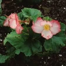 Image result for Begoniaceae