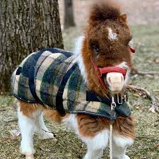 2021 buck dandy 83x20 20ft race auto mobile open car / racing trailer. Meet The Dwarf Horse No Bigger Than A Dog Who Was Sold On Craigslist Birmingham Live