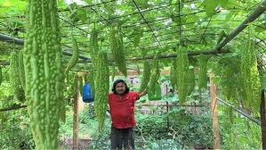 FilAm keeps his link to the Philippines by growing 'Bahay Kubo' vegetables  in Nebraska