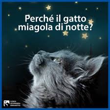 Perché il gatto miagola di notte? - Clinica Veterinaria Ferrarotto
