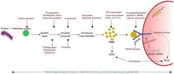 Other settings are already installed by default. Advanced Glycation End Products Ages In Diabetic Complications Springerlink