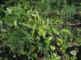 Image result for Gouania