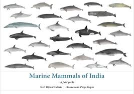 Identification Guide Marine Mammal