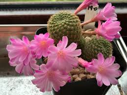 Image result for Disa perplexa