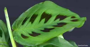 Pop the plant cutting in water. Tips On How To Grow And Care For Prayer Plants