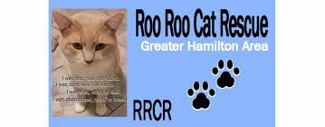 Peeva and covetrus are working together to help bring lost pets home. Roo Roo Cat Rescue Cat Rescue Cat Adoption