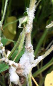 Jul 13, 2021 · the white mold on the soil will most definitely affect new growth before the older established leaves. Management Of Soybean White Mold Itunes Podcast Now Available Msu Extension