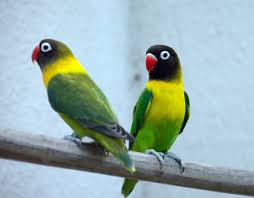Yellow Collared Lovebird Agapornis Personatus Also Called Masked Lovebird Or Eye Ring Lovebird Africa Love Birds Bird African Lovebirds