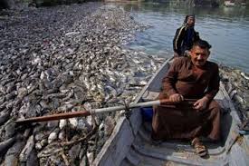 Sahabat dekat anda akan pergi. Ribuan Ikan Mati Secara Misterius Warga Iran Dilarang Makan Ikan Semua Halaman Nakita