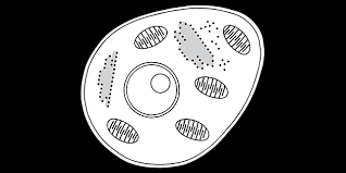 <br /> animal crossing fans can show off their love with the. Animal Cell With Ribosome Black And White Illustration Twinkl
