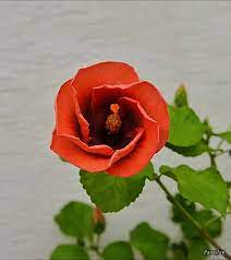 Hibiscus Opening Beautiful Flowers Pictures Flowers Beautiful Flowers