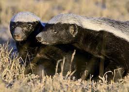 We did not find results for: Animal Fights Can A Honey Badger Win A Fight With A Wolverine