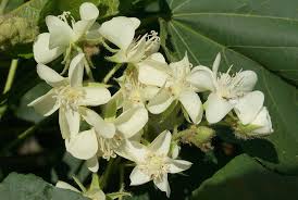 Image result for Dombeya acutangula